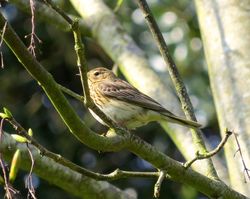 Tree Pipit photographed at St Peters Church [SP2] on 18/4/2015. Photo: © Mark Guppy
