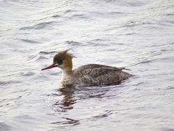 Red-breasted Merganser photographed at Claire Mare [CLA] on 18/4/2015. Photo: © Mark Guppy