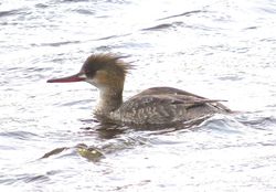 Red-breasted Merganser photographed at Claire Mare [CLA] on 18/4/2015. Photo: © Mark Guppy