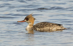 Red-breasted Merganser photographed at Claire Mare [CLA] on 18/4/2015. Photo: © Anthony Loaring