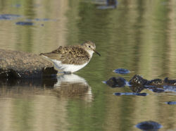 Temminck's Stint photographed at Claire Mare [CLA] on 29/5/2015. Photo: © Karen Jehan