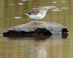 Temminck's Stint photographed at Claire Mare [CLA] on 29/5/2015. Photo: © Rockdweller