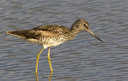 Greenshank photographed at Claire Mare [CLA] on 30/6/2015. Photo: © Anthony Loaring