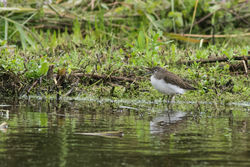 Green Sandpiper photographed at Rue des Bergers [BER] on 14/8/2015. Photo: © Rod Ferbrache