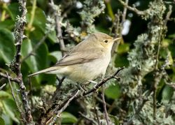 Melodious Warbler photographed at Pleinmont [PLE] on 28/8/2015. Photo: © Cindy  Carre