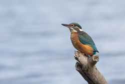 Kingfisher photographed at Claire Mare [CLA] on 14/9/2015. Photo: © Rod Ferbrache