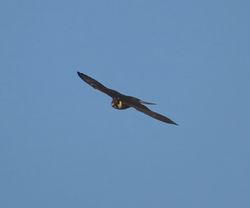 Hobby photographed at Rue des Hougues, STA [H04] on 12/10/2015. Photo: © Mark Guppy