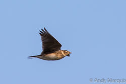 Skylark photographed at Mt. Herault [MHE] on 28/10/2015. Photo: © Andy Marquis