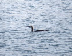Black-throated Diver photographed at Town Harbour [TOW] on 18/12/2015. Photo: © Mark Guppy