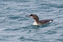 Black-throated Diver photographed at Town Harbour [TOW] on 19/12/2015. Photo: © Andy Marquis