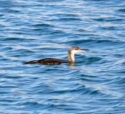 Black-throated Diver photographed at Town Harbour [TOW] on 20/12/2015. Photo: © Mark Guppy