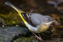 Grey Wagtail photographed at Petit Bot [BOT] on 26/12/2015. Photo: © Andy Marquis