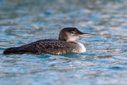 Great Northern Diver photographed at Town Harbour [TOW] on 10/1/2016. Photo: © Andy Marquis