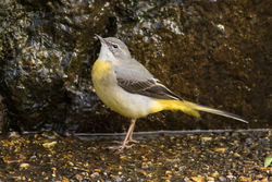 Grey Wagtail photographed at Petit Bot [BOT] on 15/2/2016. Photo: © Rod Ferbrache