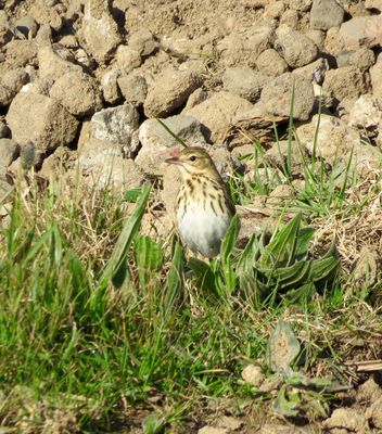 Tree Pipit photographed at Scramble Track [SCR] on 12/4/2016. Photo: © Mark Guppy