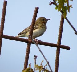 Tree Pipit photographed at Rue des Houges, SSV on 20/4/2016. Photo: © Mark Guppy