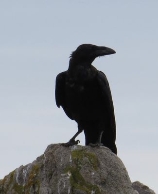 Raven photographed at Jaonneuse [JAO] on 23/7/2016. Photo: © Wayne Turner