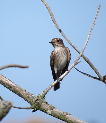 Spotted Flycatcher photographed at Fort Hommet [HOM] on 23/8/2016. Photo: © Mark Guppy