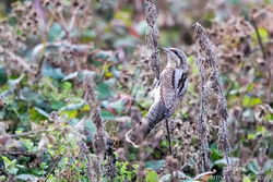 Wryneck photographed at Pleinmont [PLE] on 27/8/2016. Photo: © Andy Marquis