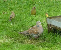 Turtle Dove photographed at Les Passee on 14/9/2016. Photo: © Vic Froome