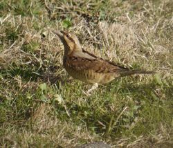 Wryneck photographed at jerbourg on 23/9/2016. Photo: © lorna harborow