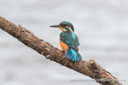 Kingfisher photographed at Claire Mare [CLA] on 1/11/2016. Photo: © Rod Ferbrache