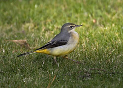 Grey Wagtail photographed at St Peter Port [SPP] on 18/12/2016. Photo: © Mike Cunningham