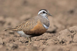 Dotterel photographed at Rue des Hougues, STA [H04] on 11/5/2017. Photo: © Chris Bale