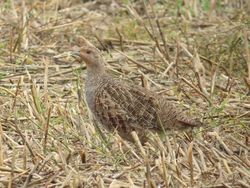 Grey Partridge photographed at Rue des Hougues, STA [H04] on 21/8/2017. Photo: © Wayne Turner