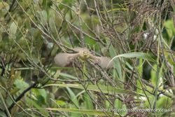 Melodious Warbler photographed at Claire Mare [CLA] on 21/8/2017. Photo: © Rod Ferbrache