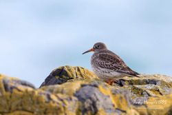 Purple Sandpiper photographed at Fort Doyle [DOY] on 6/1/2018. Photo: © Andy Marquis