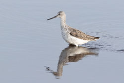 Greenshank photographed at Claire Mare [CLA] on 30/4/2018. Photo: © Rod Ferbrache