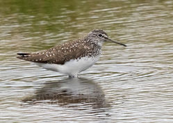 Green Sandpiper photographed at Claire Mare [CLA] on 16/6/2018. Photo: © Anthony Loaring