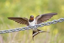 Swallow photographed at Pleinmont [PLE] on 18/6/2018. Photo: © Rod Ferbrache