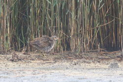 Spotted Crake photographed at Claire Mare [CLA] on 29/7/2018. Photo: © Dan Scott
