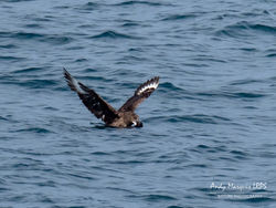 Great Skua photographed at At sea on 2/9/2018. Photo: © Andy Marquis