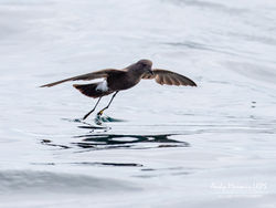 Wilson's Petrel photographed at Pelagic [PEL] on 9/9/2018. Photo: © Andy Marquis