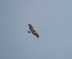 Honey Buzzard photographed at Fauxquets Valley [FAU] on 4/9/2018. Photo: © Mark Guppy