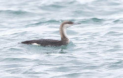 Black-throated Diver photographed at Grandes Rocques [GRO] on 19/1/2019. Photo: © Anthony Loaring