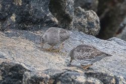 Purple Sandpiper photographed at Select location on 15/3/2019. Photo: © Rod Ferbrache