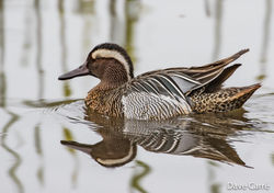 Garganey photographed at Rue des Bergers [BER] on 23/3/2019. Photo: © Dave Carre
