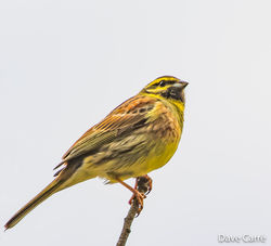 Cirl Bunting photographed at Pleinmont [PLE] on 23/4/2019. Photo: © Dave Carre