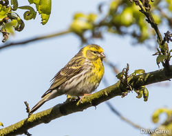 Serin photographed at Rue du Gains on 11/5/2019. Photo: © Dave Carre
