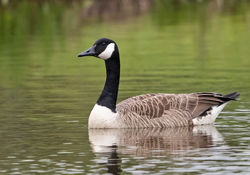 Greater Canada Goose photographed at Grande Mare [GMA] on 17/5/2019. Photo: © Anthony Loaring