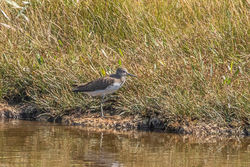 Green Sandpiper photographed at Claire Mare [CLA] on 5/8/2019. Photo: © Rod Ferbrache