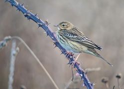Tree Pipit photographed at Pleinmont [PLE] on 28/8/2019. Photo: © Dave Andrews