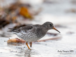 Purple Sandpiper photographed at Jaonneuse [JAO] on 23/11/2019. Photo: © Andy Marquis