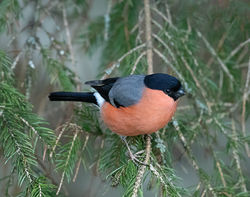Bullfinch photographed at Select location on 2/4/2020. Photo: © Mike Cunningham