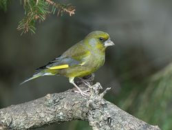 Greenfinch photographed at St Peter Port [SPP] on 5/4/2020. Photo: © Mike Cunningham