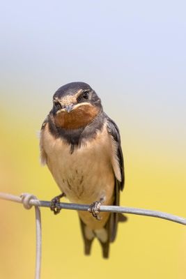 Swallow photographed at Pleinmont [PLE] on 15/6/2020. Photo: © Rod Ferbrache